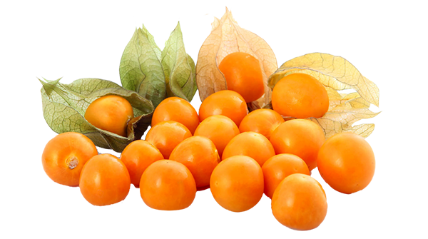 Golden Berry