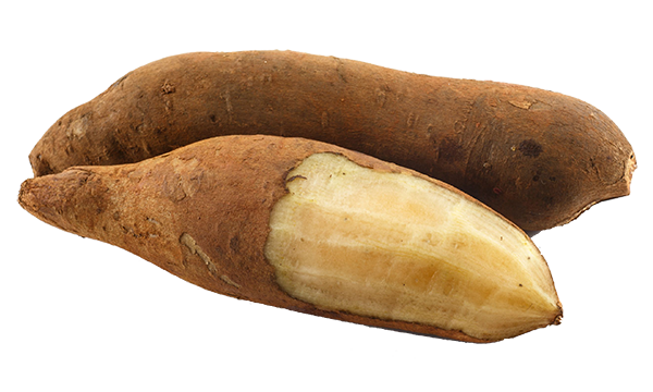  Yacon