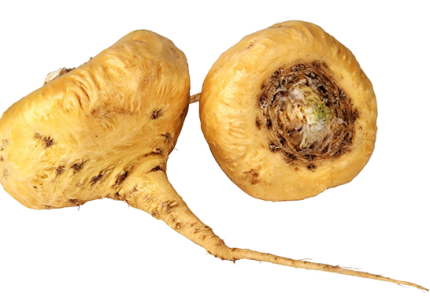 Maca